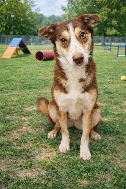 ANNA, Adoptable, Young Female Husky & Mixed Breed.