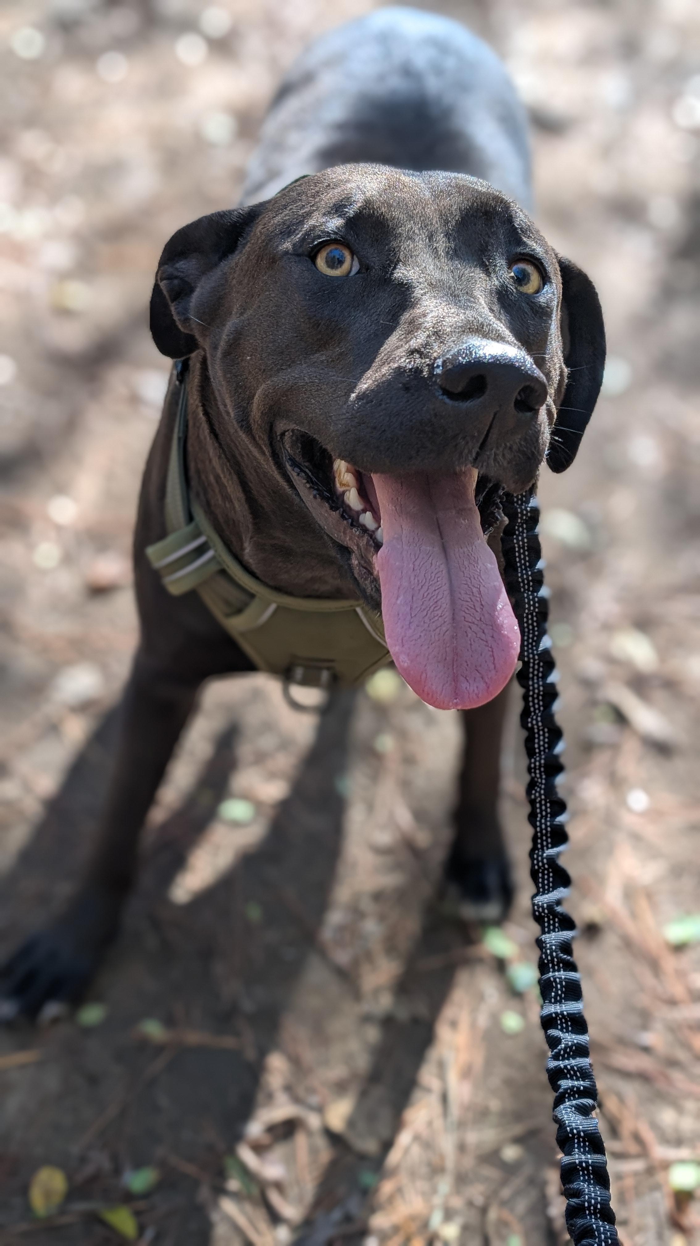 Enlarge Blair, a Adoptable mixed breed in Joppa, AL image 5/6