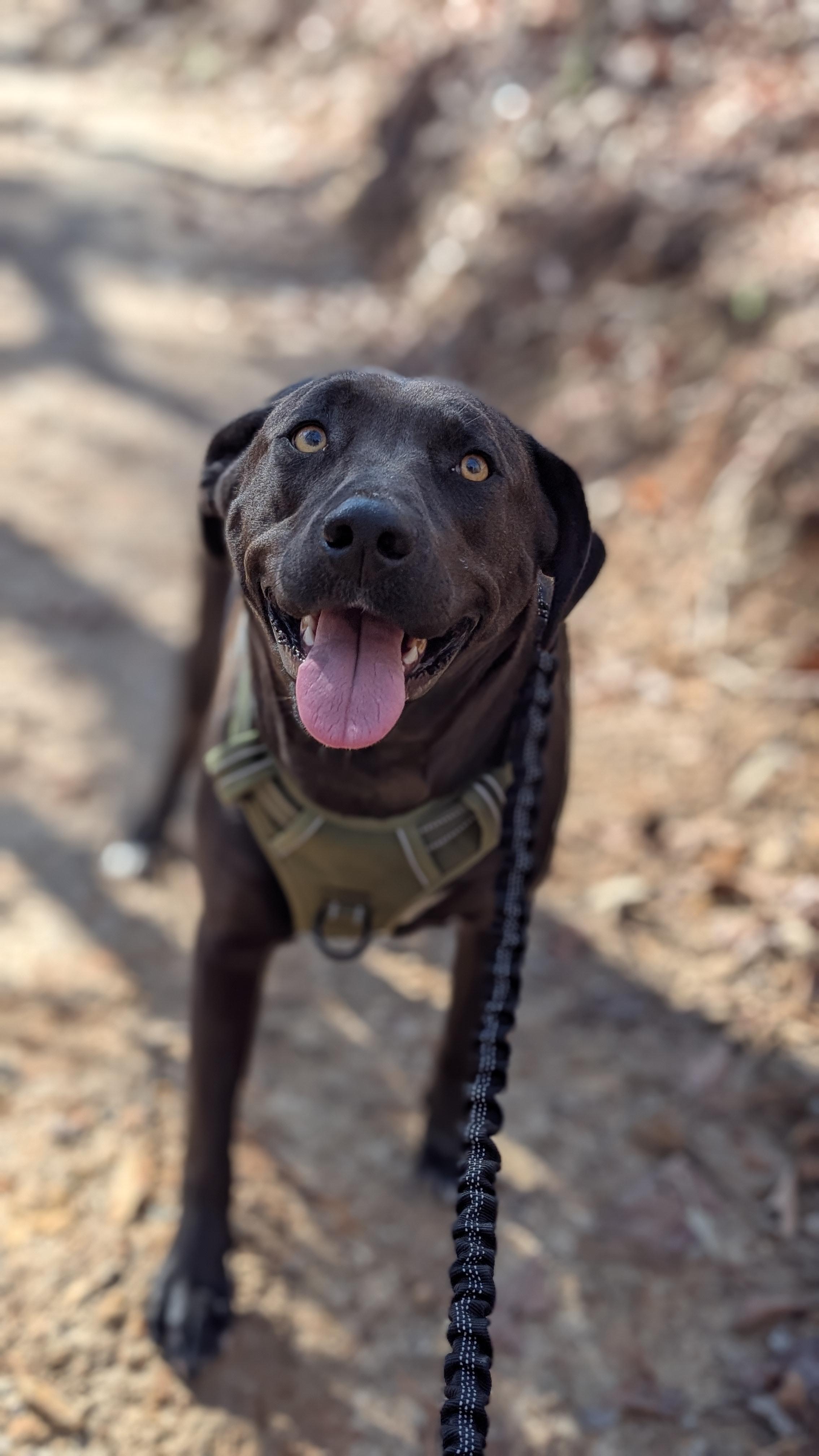 Enlarge Blair, a Adoptable mixed breed in Joppa, AL image 4/6
