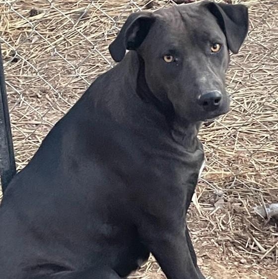 Blair, Adoptable, Adult Female Black Labrador Retriever.