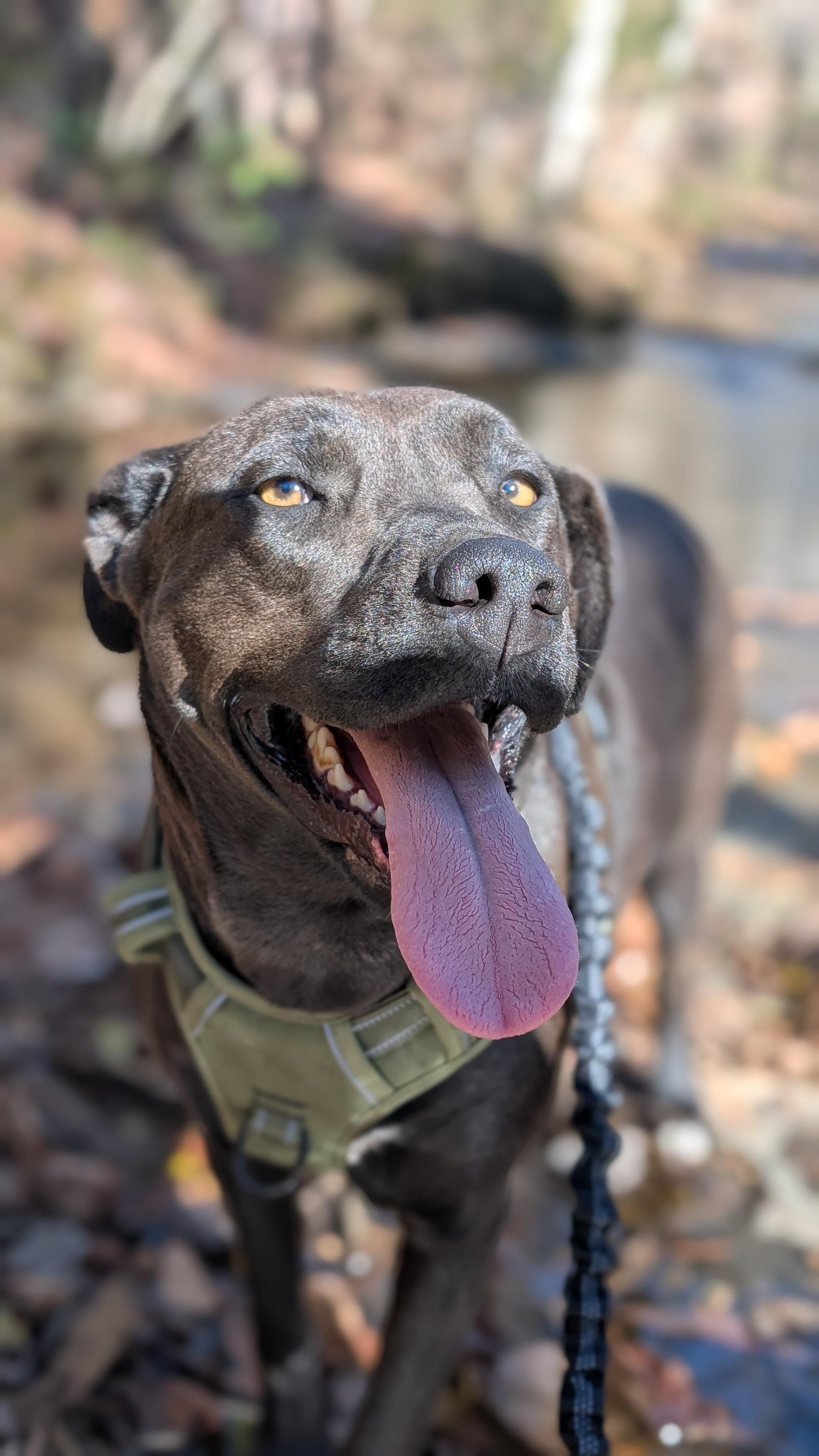 Enlarge Blair, a Adoptable mixed breed in Joppa, AL image 2/6