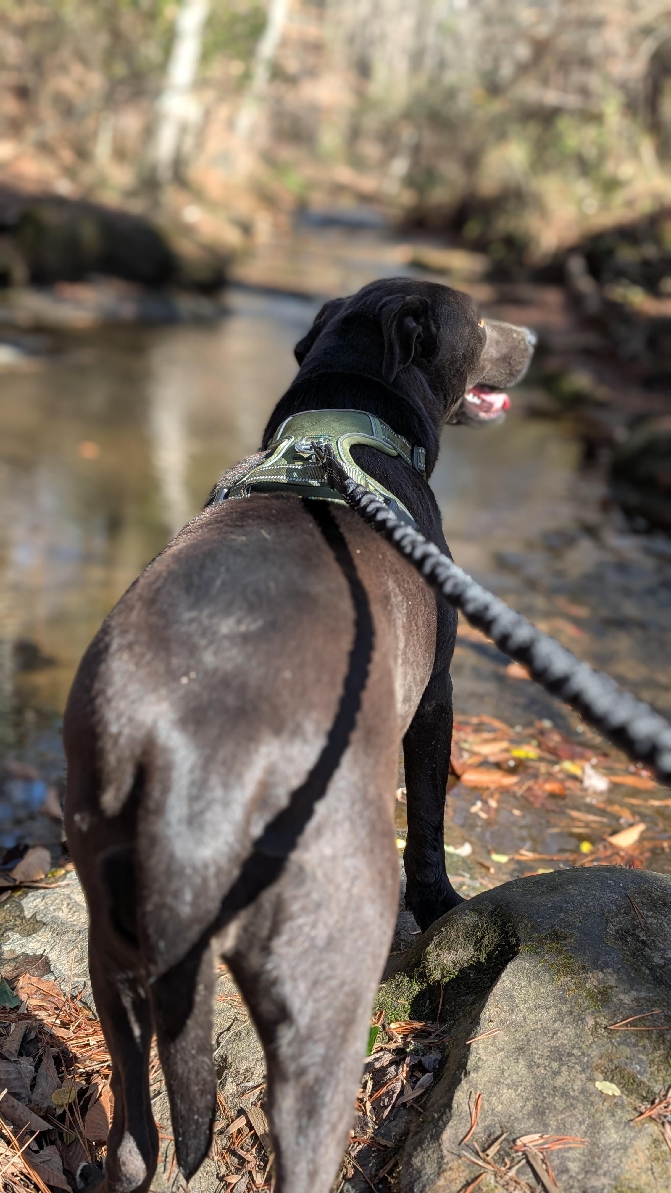 Enlarge Blair, a Adoptable mixed breed in Joppa, AL image 3/6