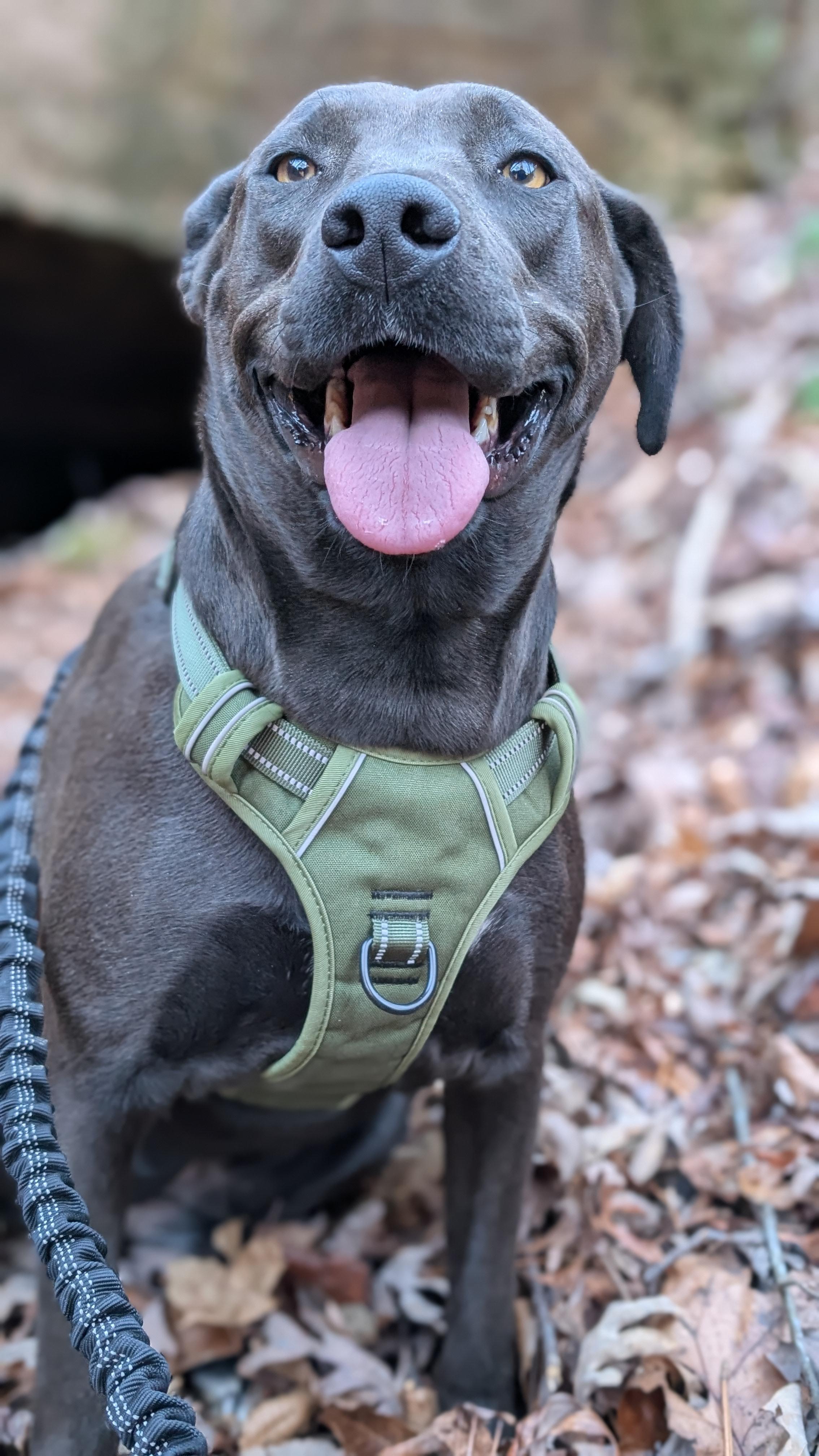 Enlarge Blair, a Adoptable mixed breed in Joppa, AL image 6/6