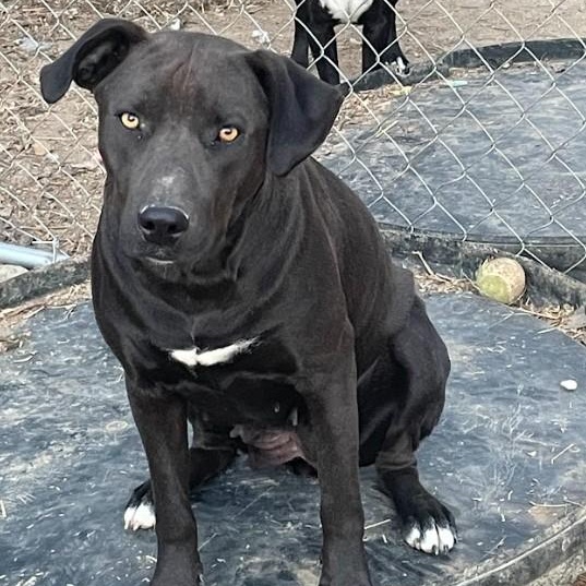 Blair, a Adoptable mixed breed in Joppa, AL image 4/4