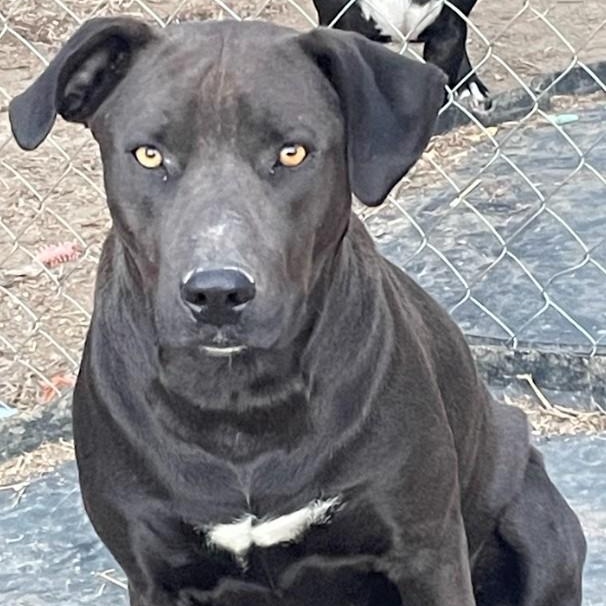 Blair, a Adoptable mixed breed in Joppa, AL image 3/4