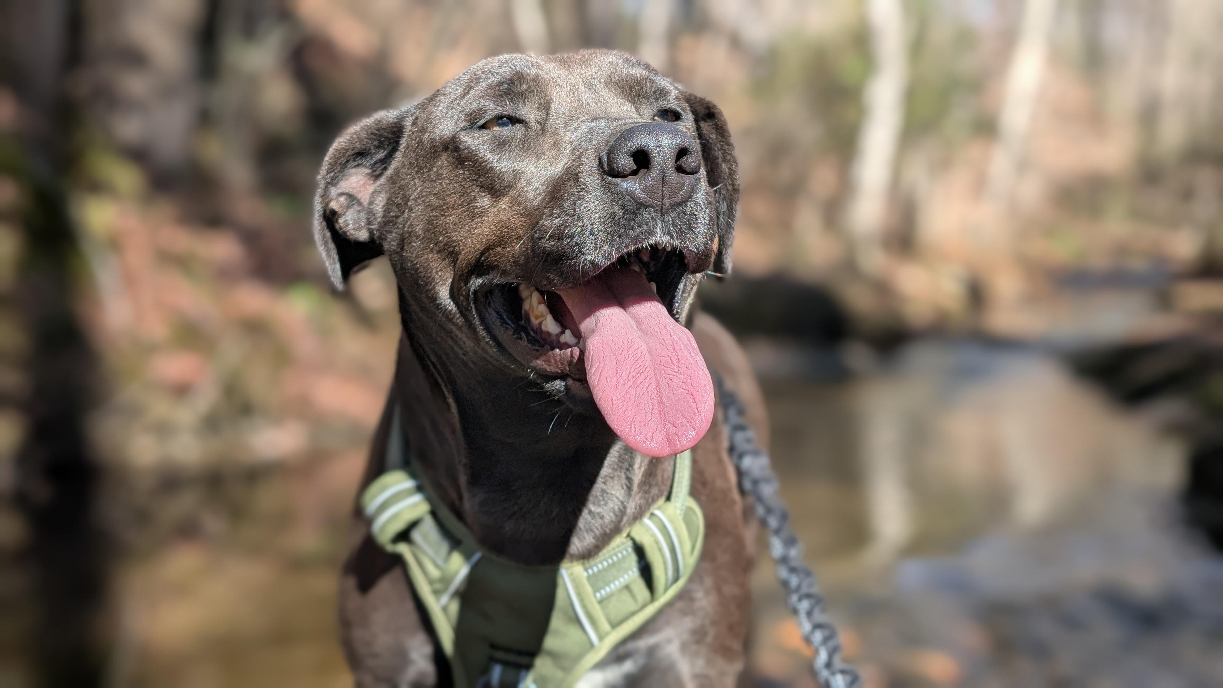 Blair, Adoptable, Adult Female Black Labrador Retriever.