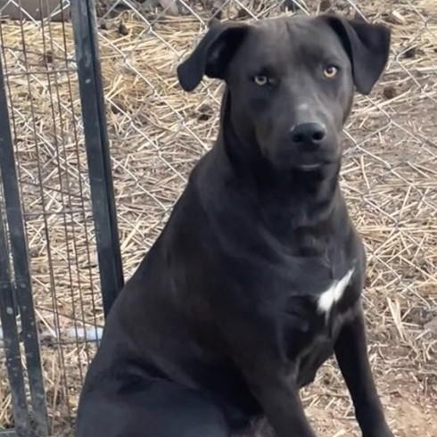 Blair, a Adoptable mixed breed in Joppa, AL image 2/4