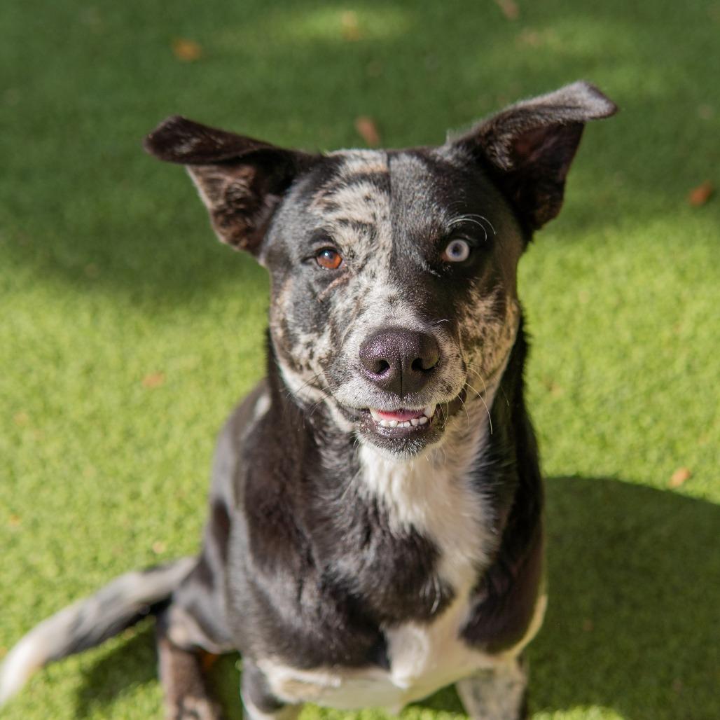 Blue, Adoptable, Young Male Australian Cattle Dog / Blue Heeler & Mixed Breed.