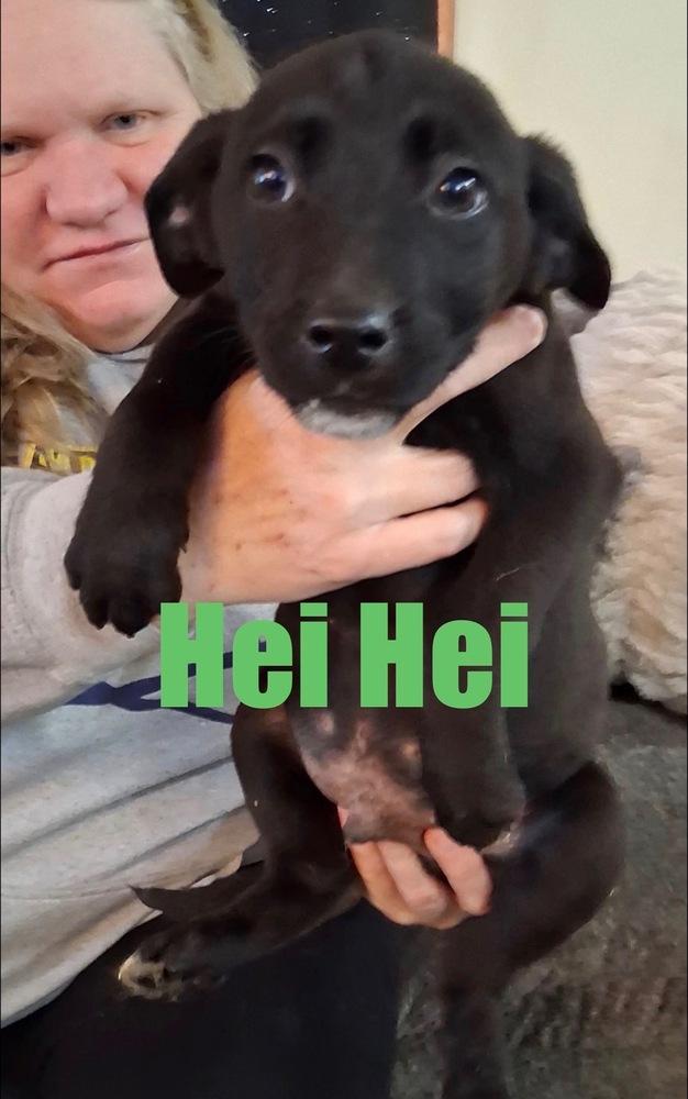 Enlarge Hei Hei, a Adoptable mixed breed in Irwin, PA image 1/4