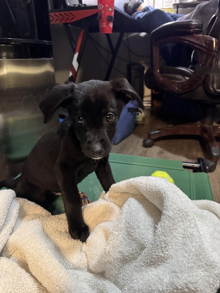 Enlarge Hei Hei, a Adoptable mixed breed in Irwin, PA image 2/4