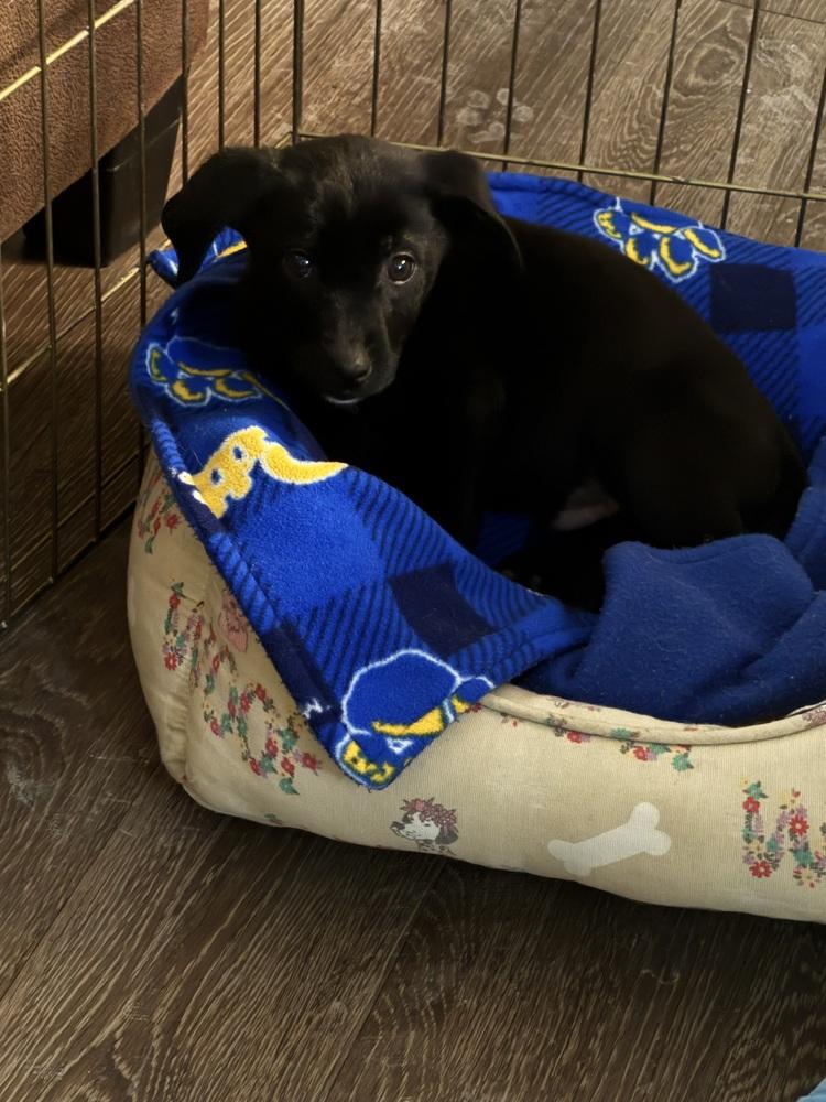 Enlarge Hei Hei, a Adoptable mixed breed in Irwin, PA image 4/4