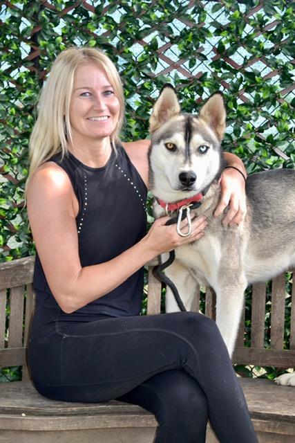 DASH, Adoptable, Young Male Siberian Husky.