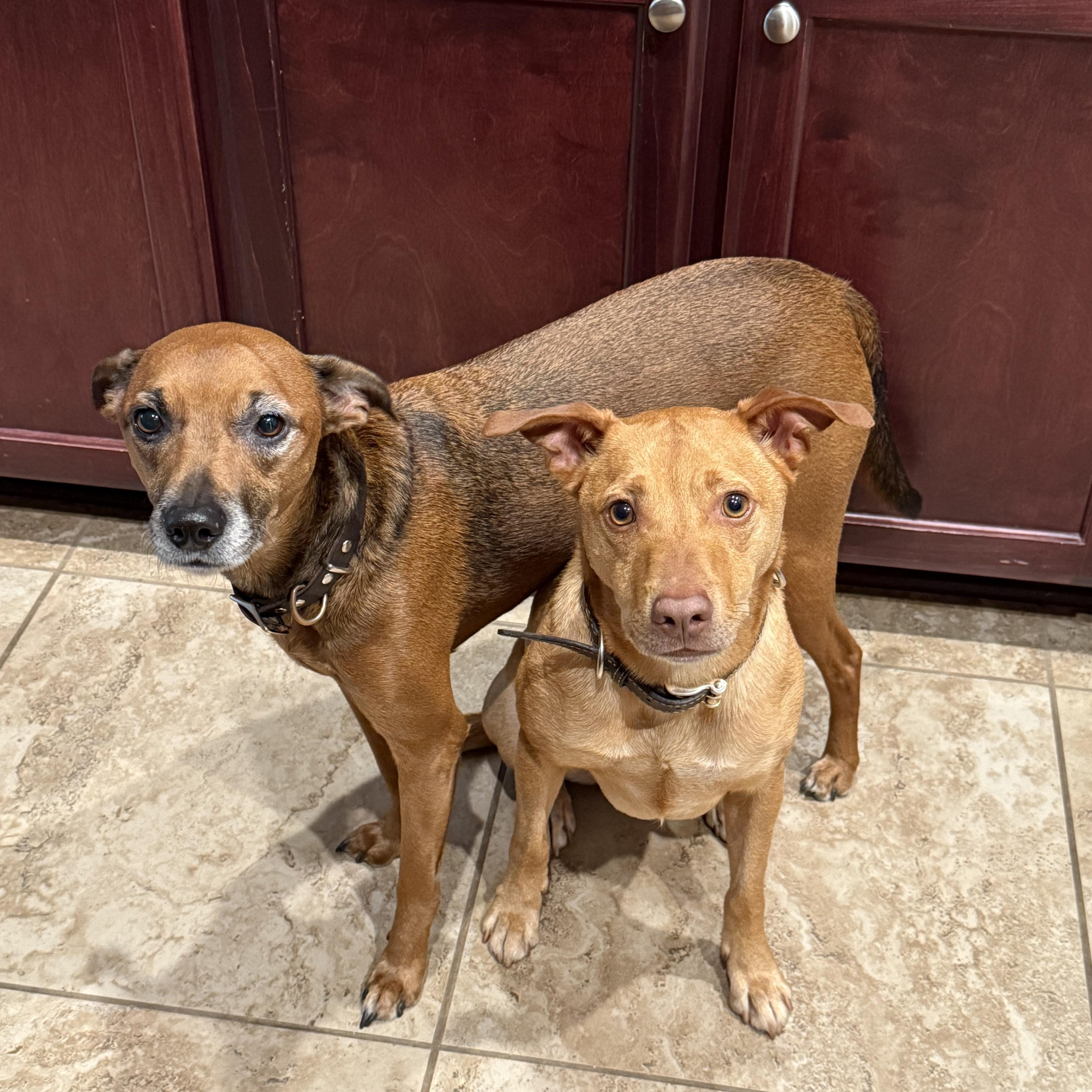 DINGO....33lb LOVERBOY, Adoptable, Adult Male Parson Russell Terrier & Labrador Retriever.