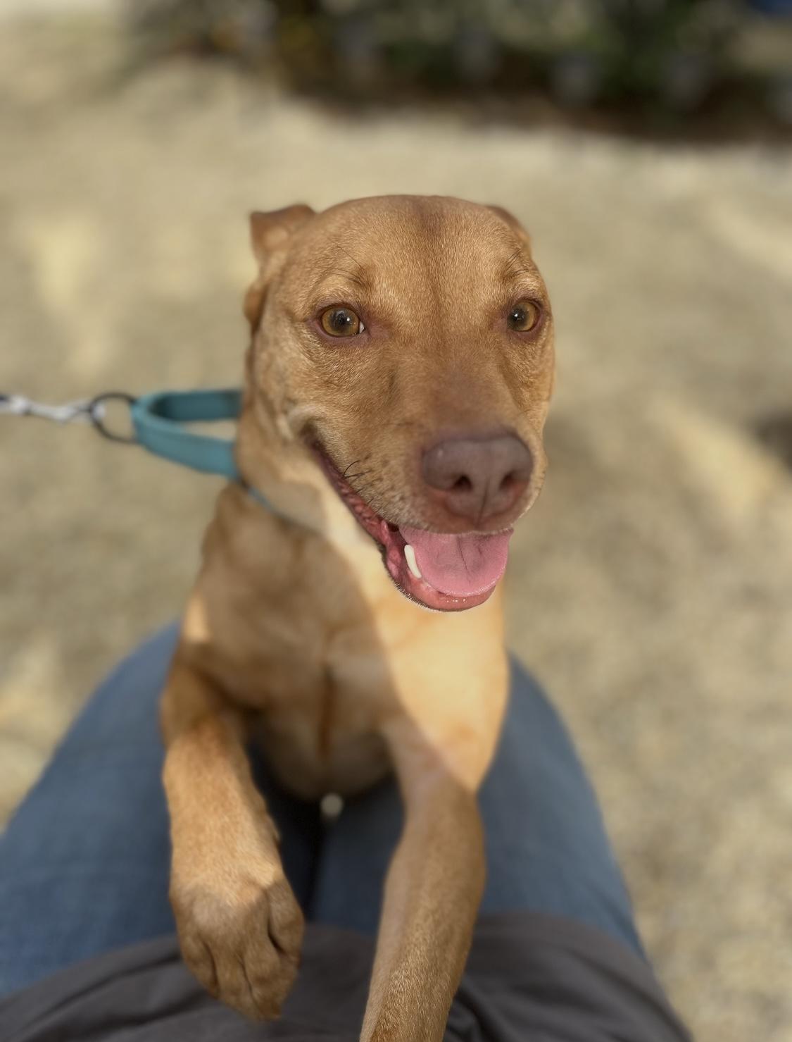 Enlarge DINGO....33lb LOVERBOY, a Adoptable mixed breed in Cantonment, FL image 5/5