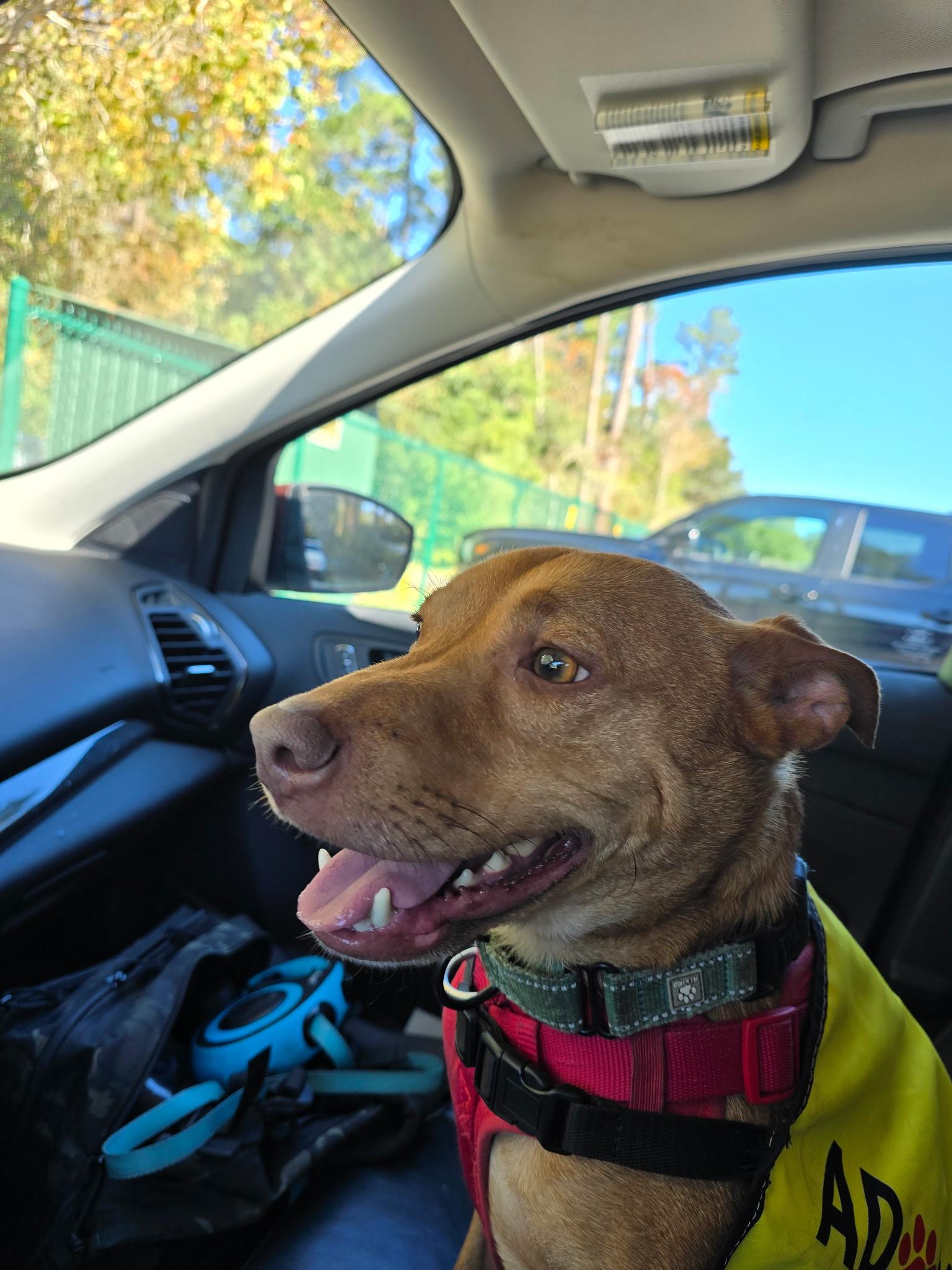 Enlarge DINGO....33lb LOVERBOY, a Adoptable mixed breed in Cantonment, FL image 3/5