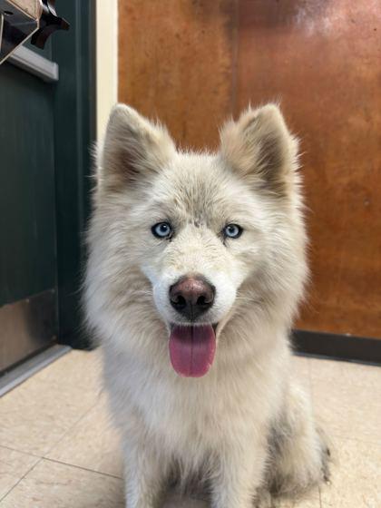 Diamond, Adoptable, Young Female Samoyed & Mixed Breed.