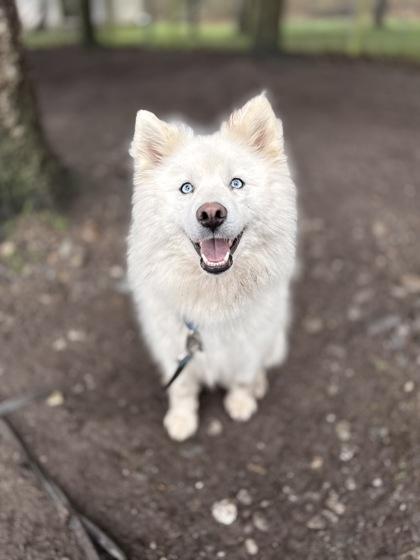 Enlarge Diamond, a Adoptable mixed breed in Burlington, WA image 2/2