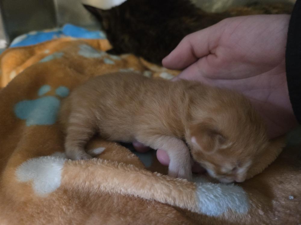 Enlarge Hyperion, a Adoptable Domestic Short Hair in Grand Rapids, MI image 1/3