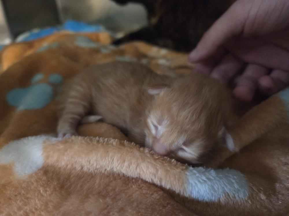 Enlarge Hyperion, a Adoptable Domestic Short Hair in Grand Rapids, MI image 3/3
