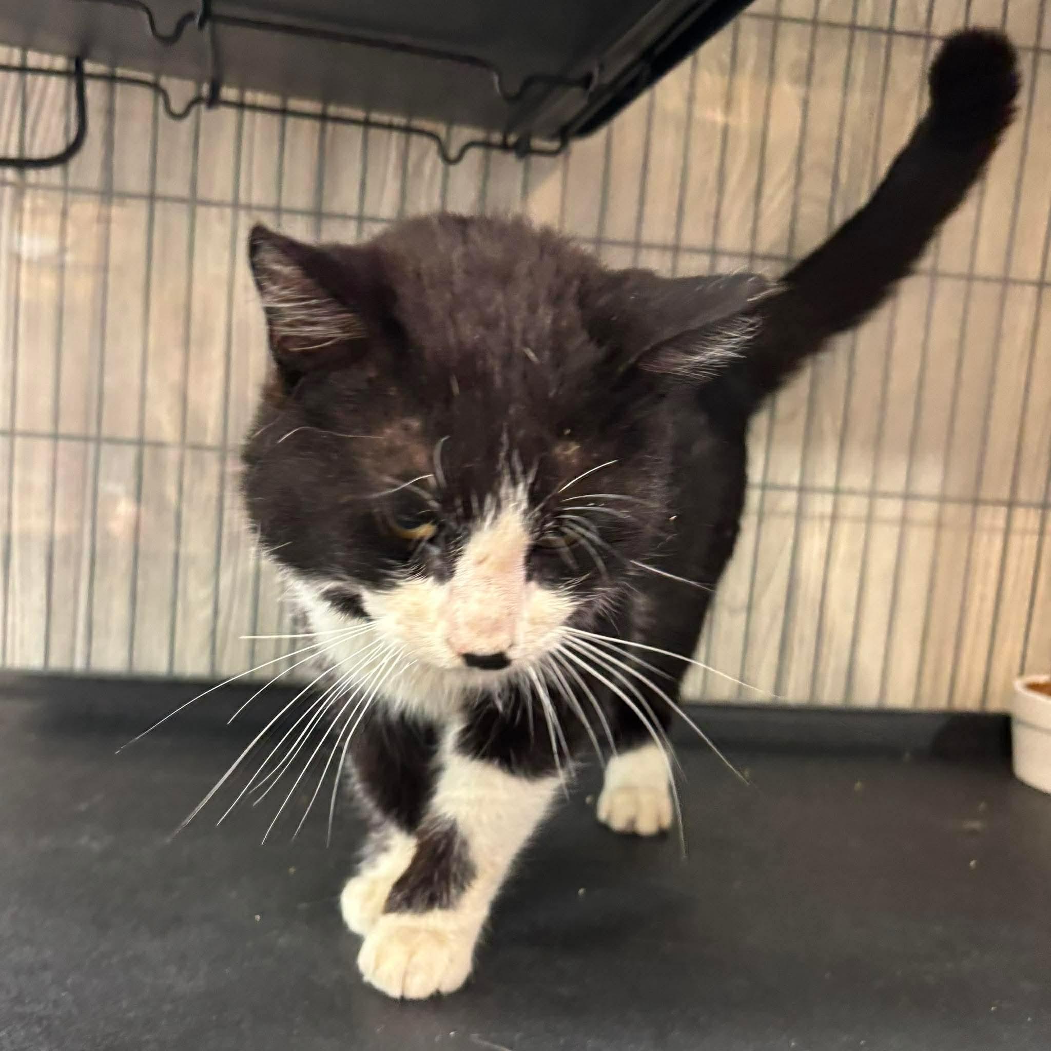 Enlarge FISHER, an adopted Domestic Short Hair in Tillsonburg, ON image 4/6