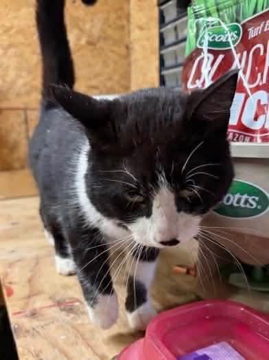 Enlarge FISHER, an adopted Domestic Short Hair in Tillsonburg, ON image 6/6