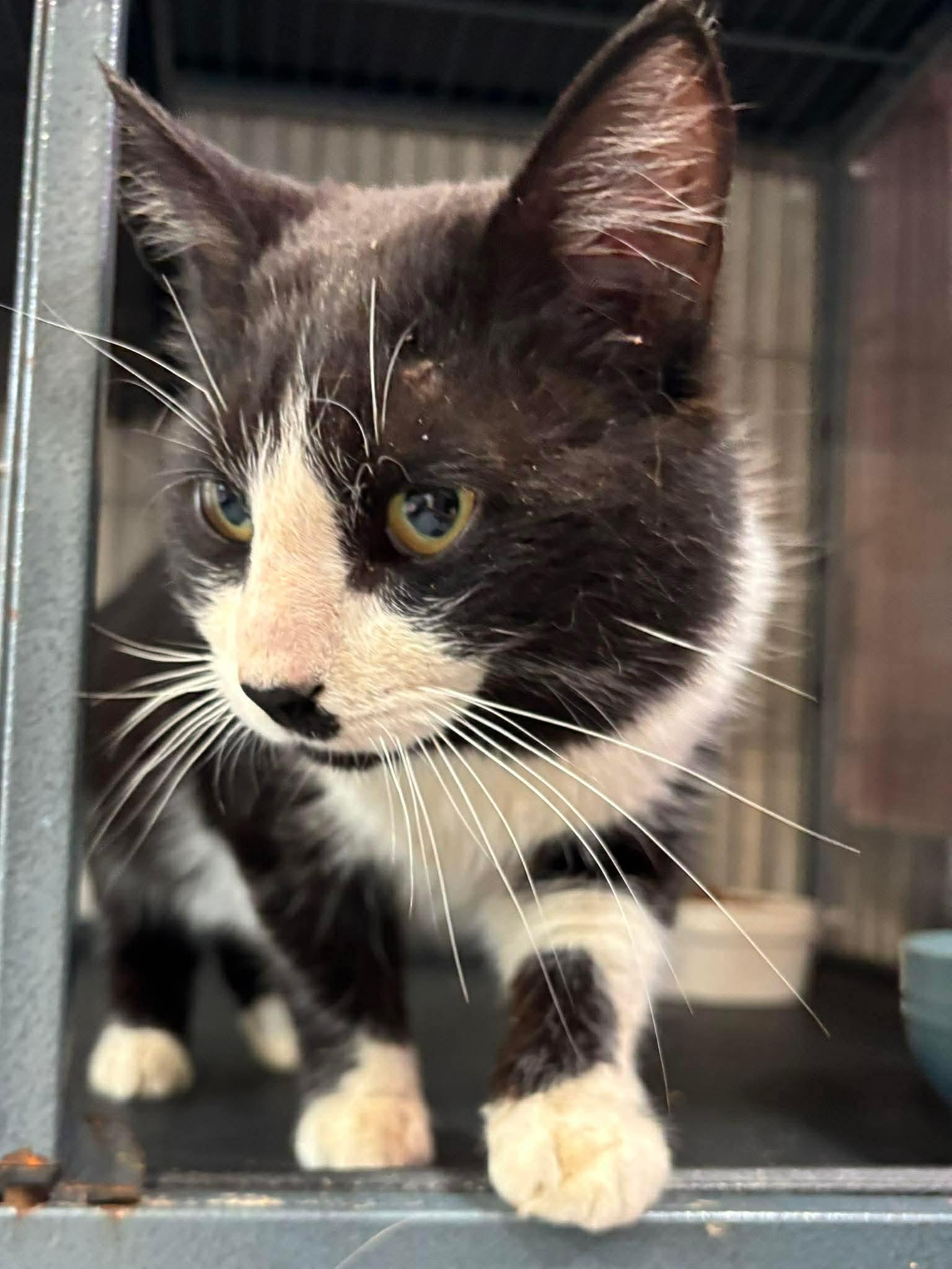 Enlarge FISHER, an adopted Domestic Short Hair in Tillsonburg, ON image 5/6