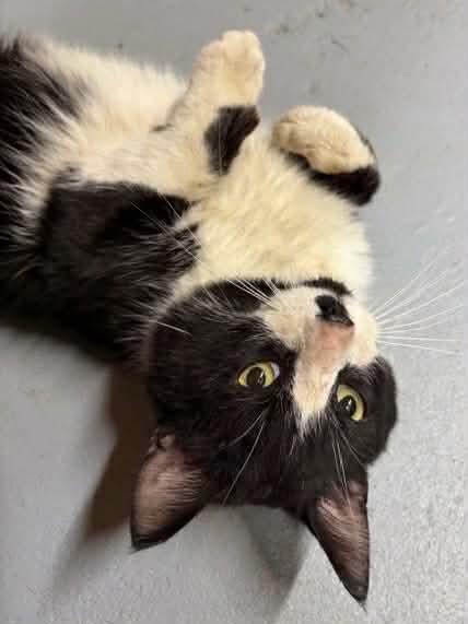 Enlarge FISHER, an adopted Domestic Short Hair in Tillsonburg, ON image 2/6