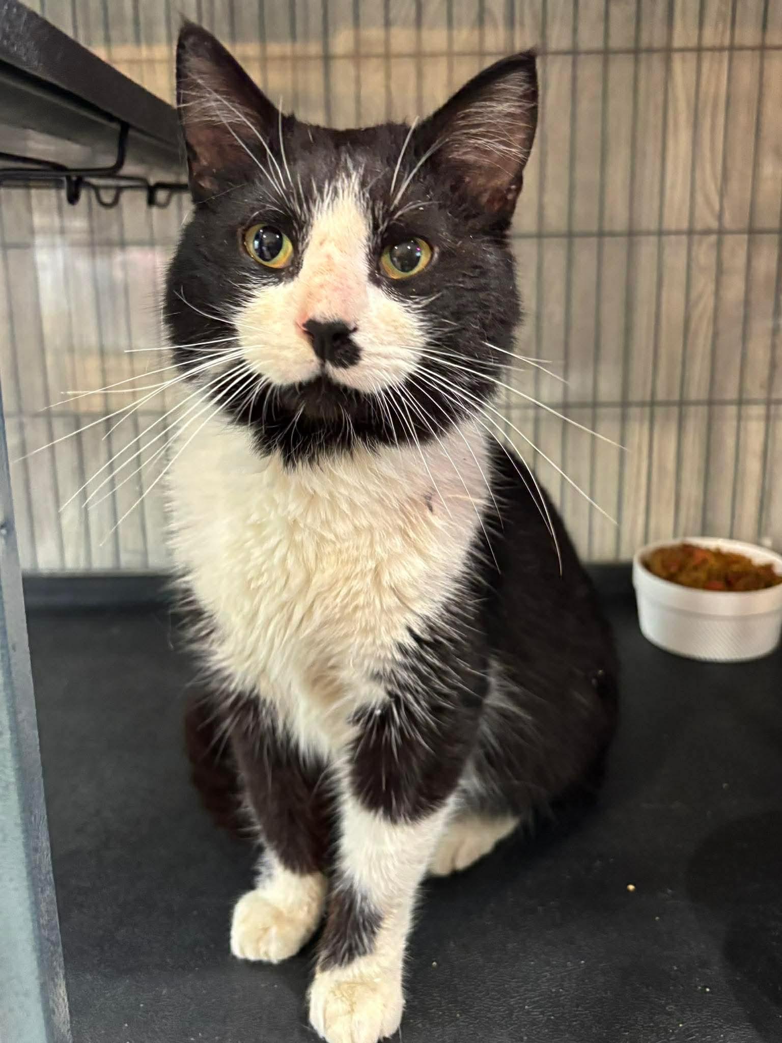 FISHER, adopted, Young Male Domestic Short Hair.