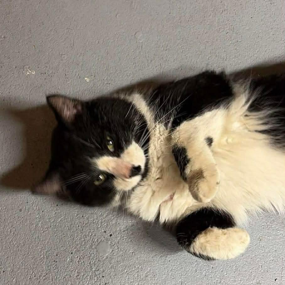 Enlarge FISHER, an adopted Domestic Short Hair in Tillsonburg, ON image 3/6