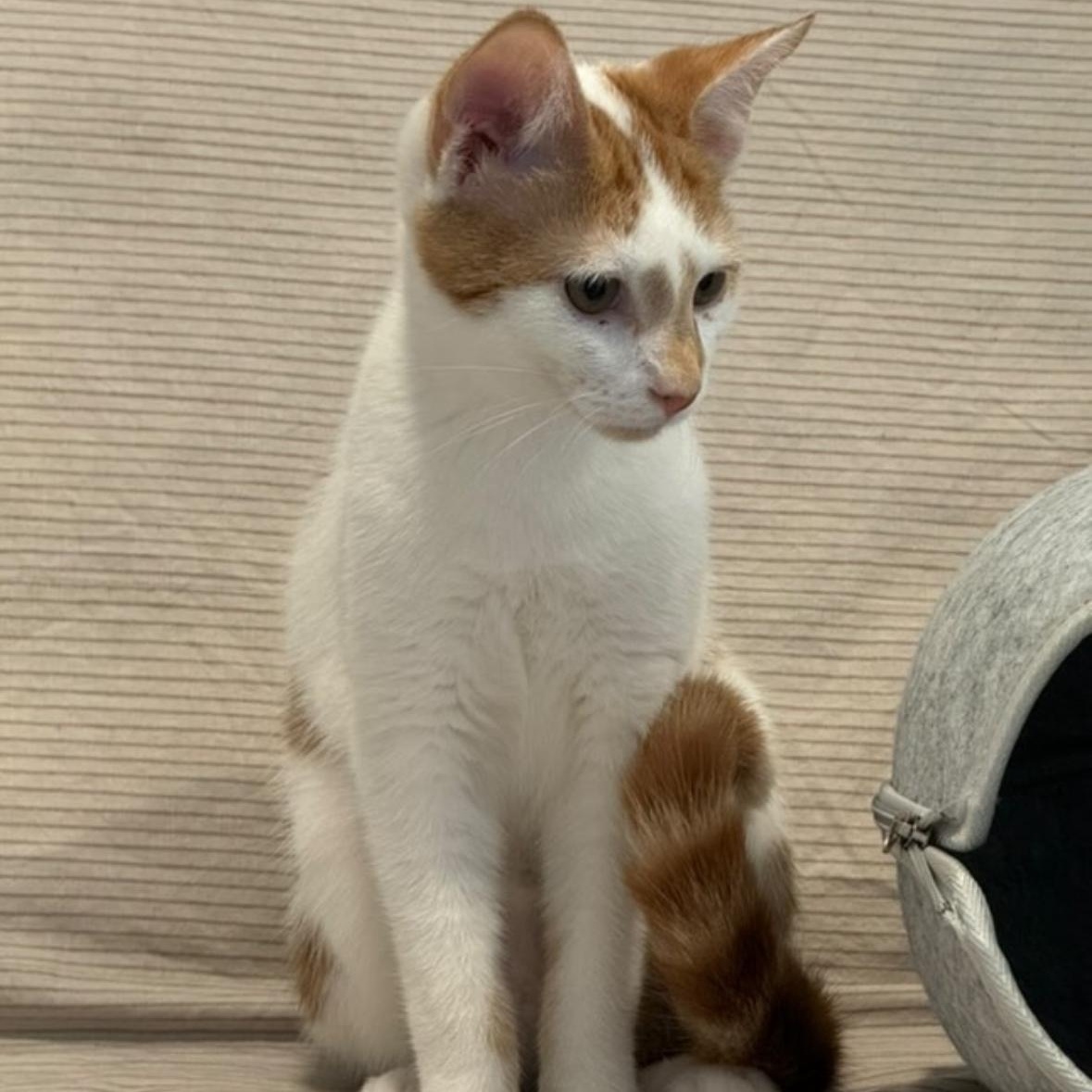 This cats adoption fee is 50 Did you know that chokeberry is considered a nutrient-rich super foo