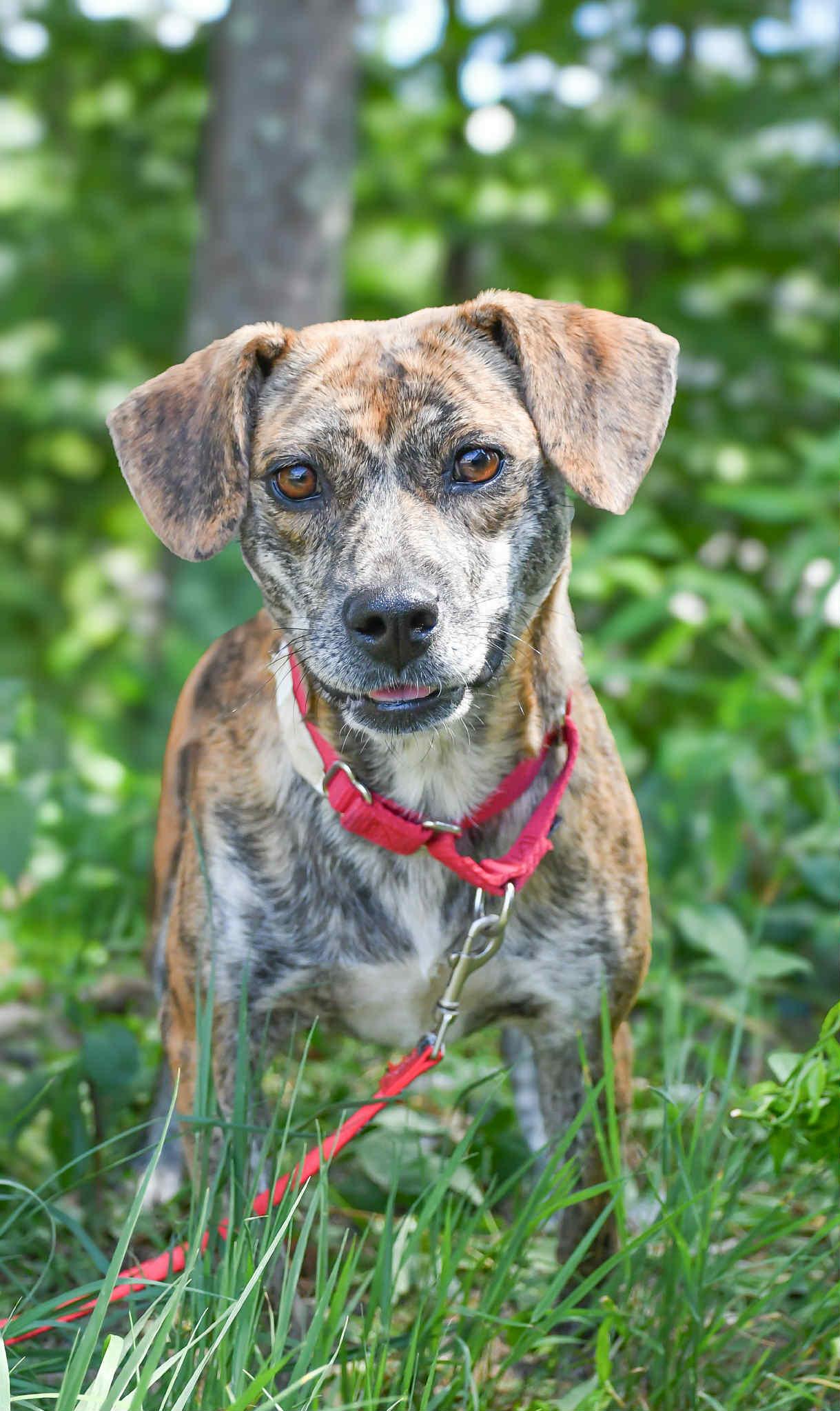 Eugenie in NH! Come Meet our Adoptable Dogs Wednesday-Saturday. More info in Bio!