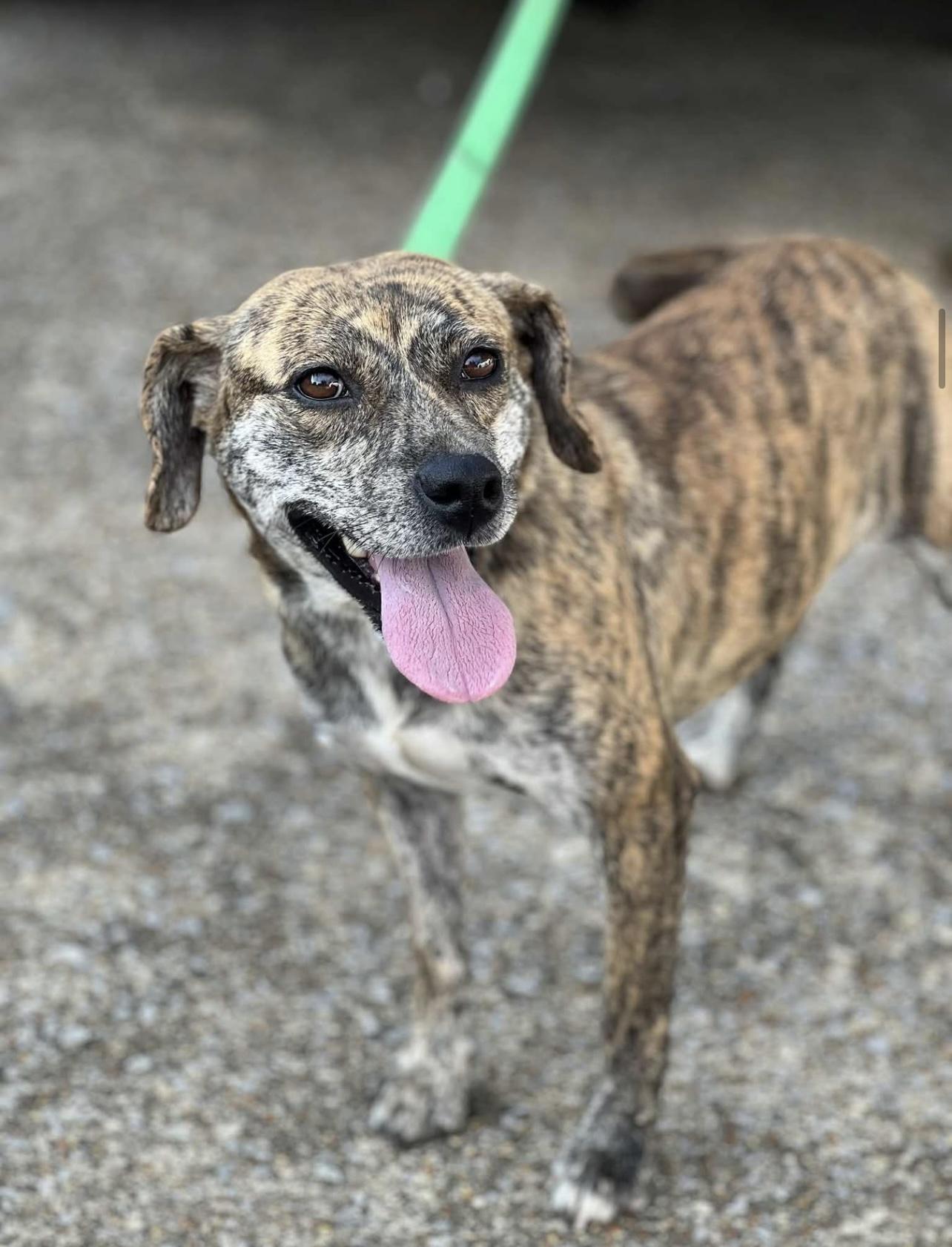 Eugenie in NH! Come Meet our Adoptable Dogs Wednesday-Saturday. More info in Bio!