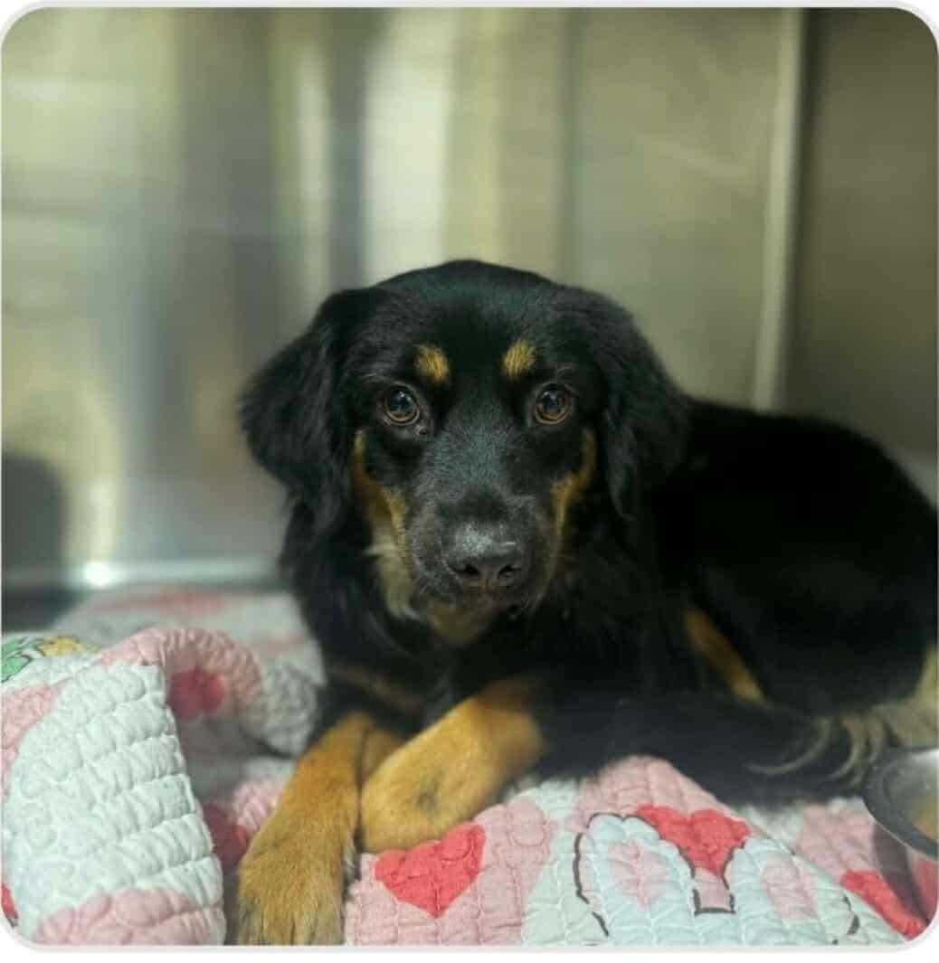 Vivienne, ADOPTABLE, Young Female Australian Shepherd.