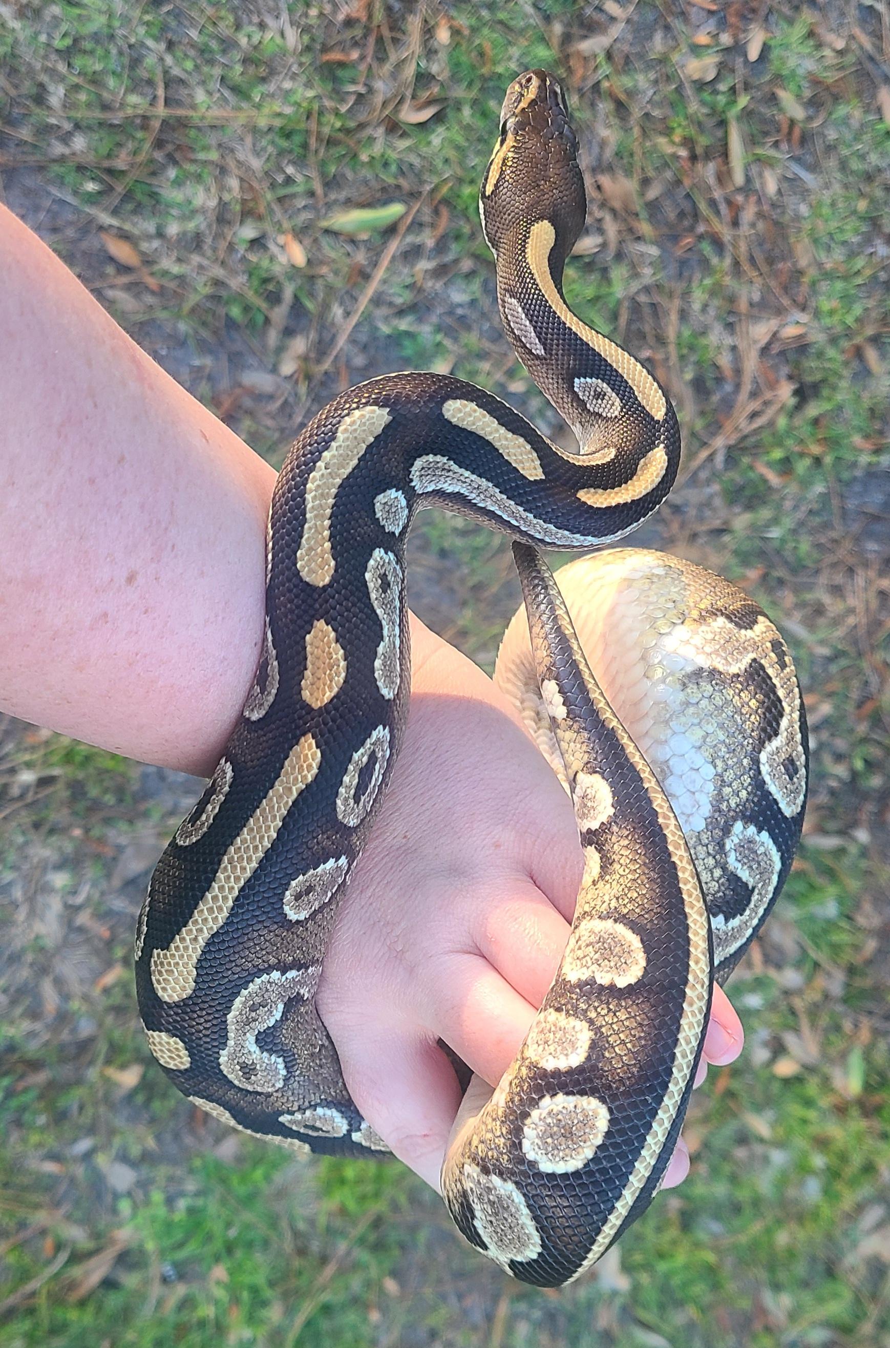Bean, a Adoptable Ball Python in St. Cloud, FL image 6/6