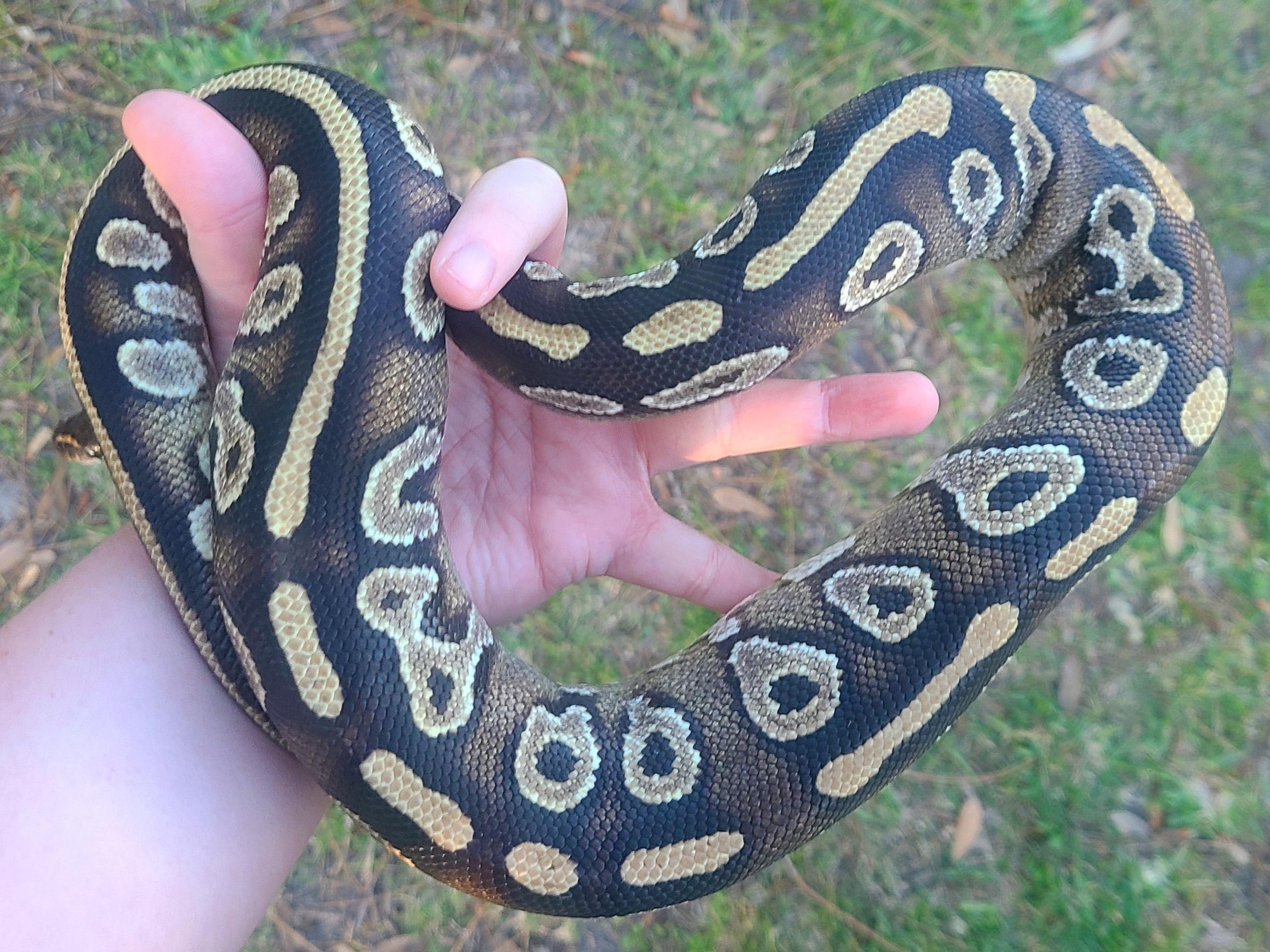 Bean, a Adoptable Ball Python in St. Cloud, FL image 3/6