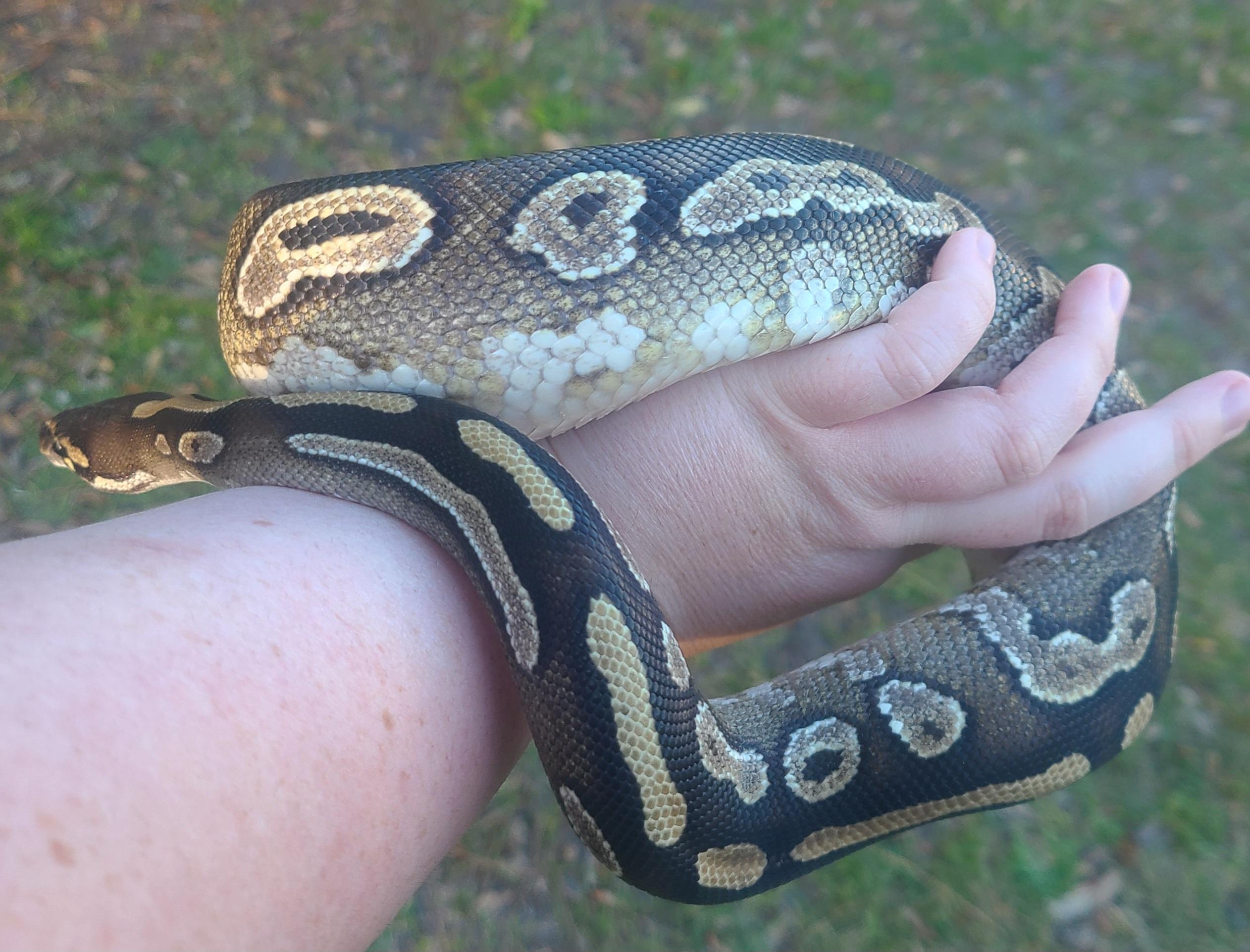 Bean, a Adoptable Ball Python in St. Cloud, FL image 4/6