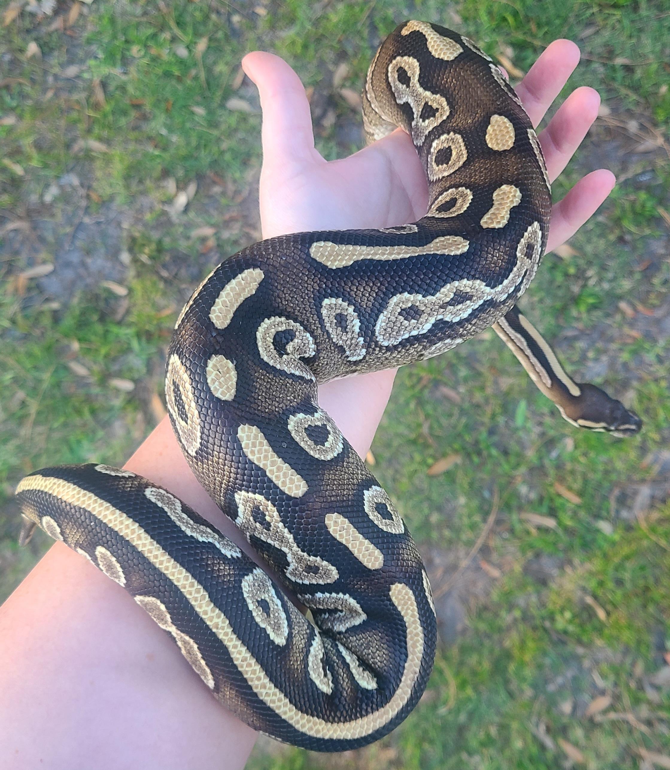 Bean, a Adoptable Ball Python in St. Cloud, FL image 1/6