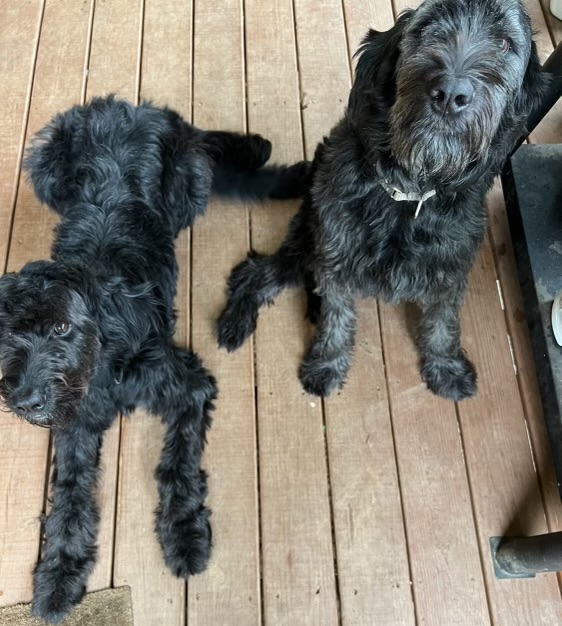 Enlarge Dolly (Bonded - see Suze), a Adopted Labradoodle in Grayson, GA image 2/4