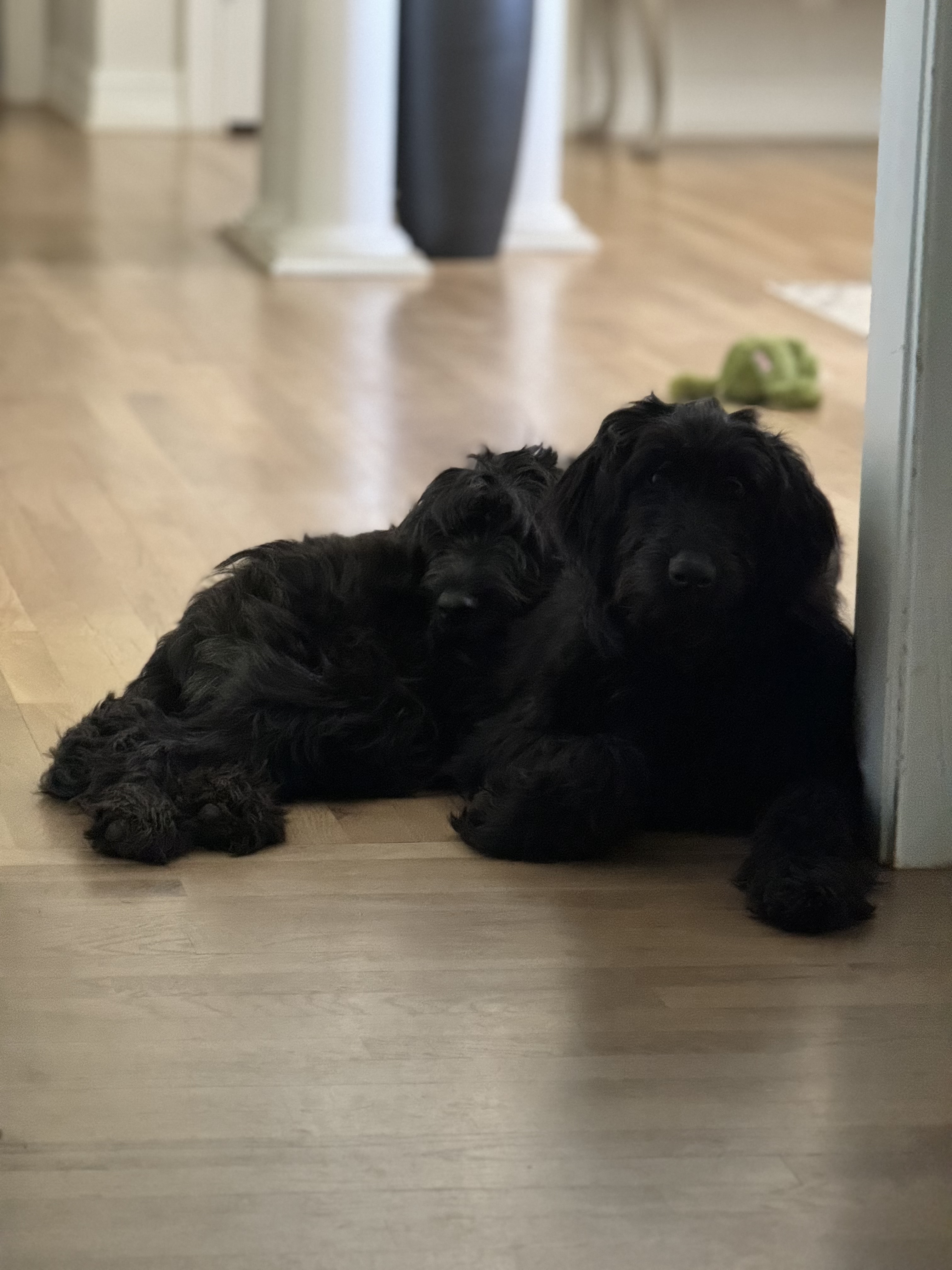 Enlarge Dolly (Bonded - see Suze), a Adopted Labradoodle in Grayson, GA image 3/4