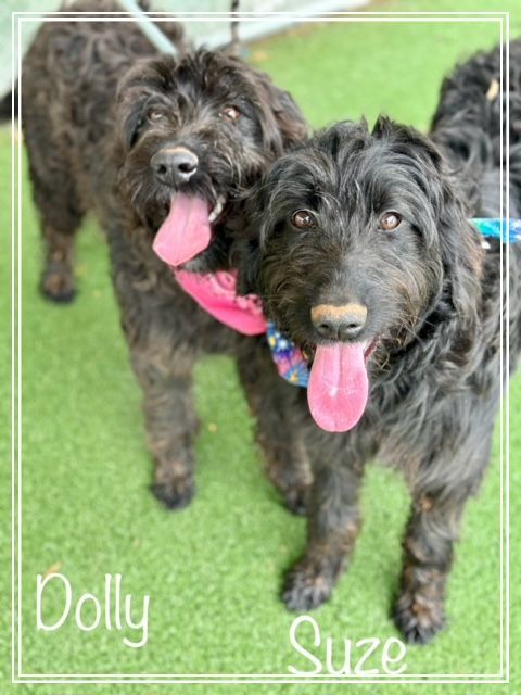 Enlarge Dolly (Bonded - see Suze), a Adopted Labradoodle in Grayson, GA image 1/4