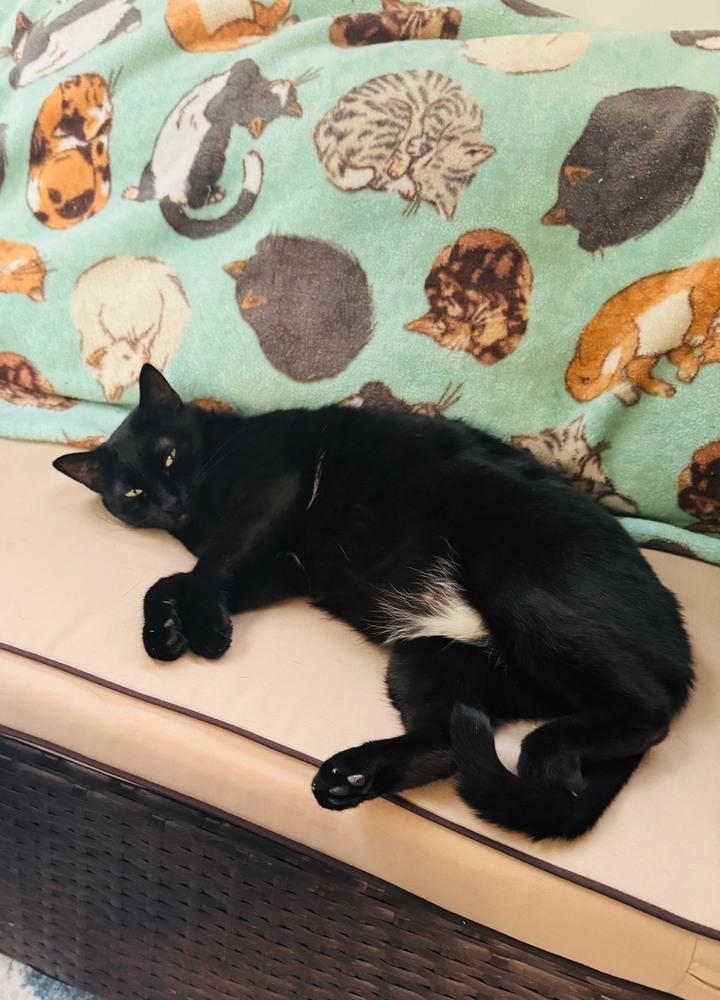 Shenanigans, Adoptable, Young Female Domestic Short Hair & American Shorthair.