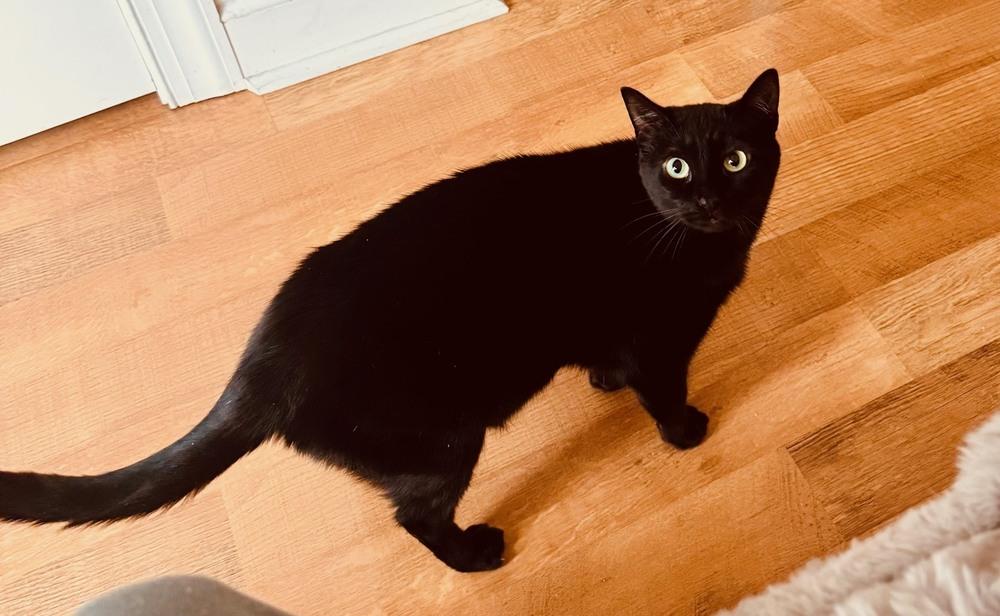 Shenanigans, Adoptable, Young Female Domestic Short Hair & American Shorthair.