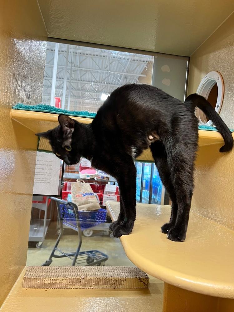 Shenanigans, Adoptable, Young Female Domestic Short Hair & American Shorthair.