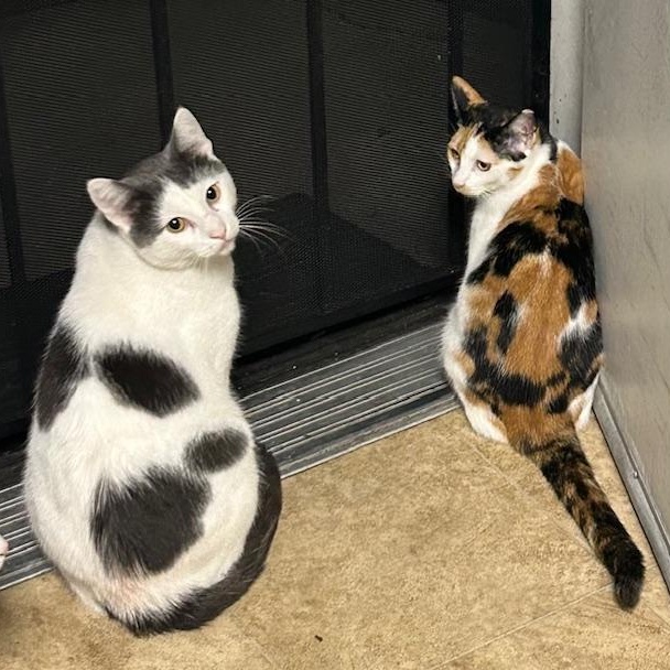 Enlarge Amber, a ADOPTABLE mixed breed in Antioch, CA image 2/5