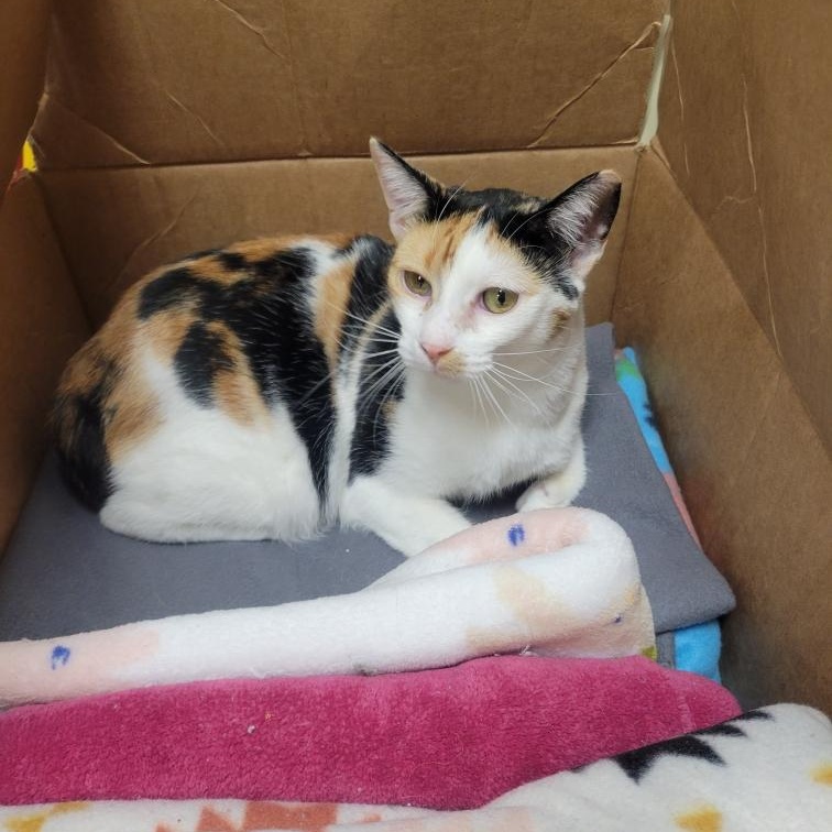 Enlarge Amber, a ADOPTABLE mixed breed in Antioch, CA image 4/5