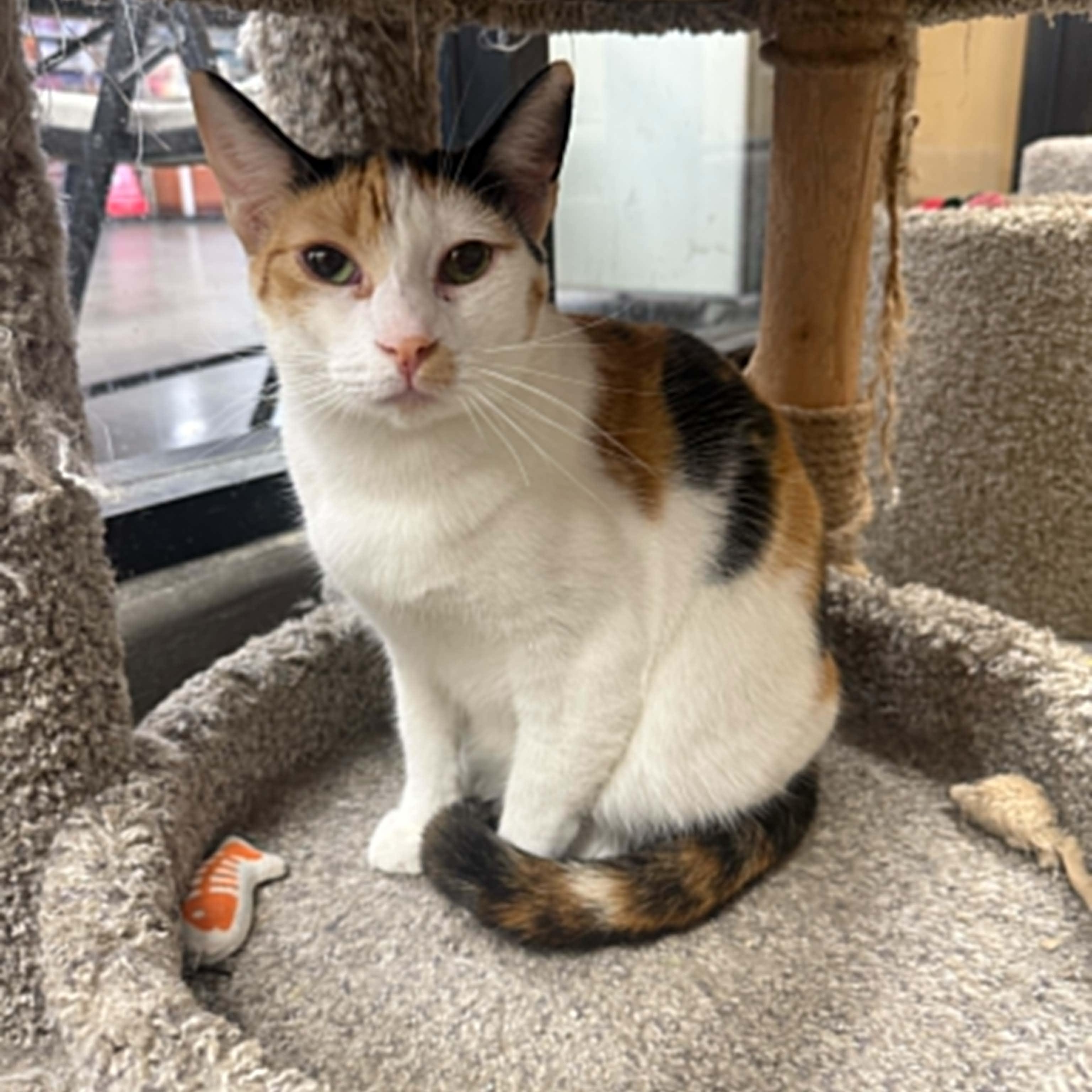 Amber, a ADOPTABLE mixed breed in Antioch, CA image 5/6