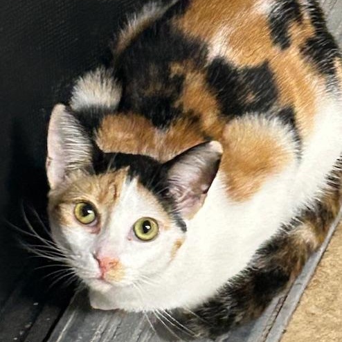 Enlarge Amber, a ADOPTABLE mixed breed in Antioch, CA image 1/5