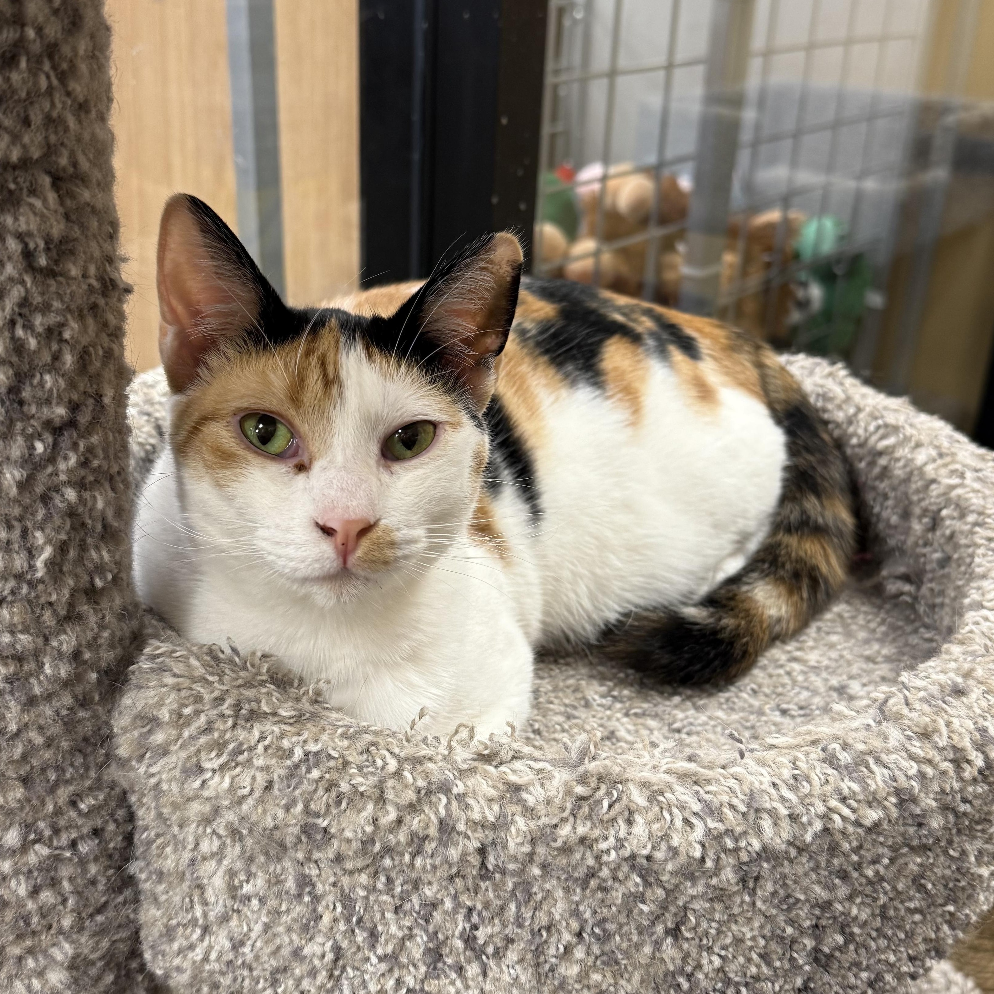 Enlarge Amber, a ADOPTABLE mixed breed in Antioch, CA image 6/6