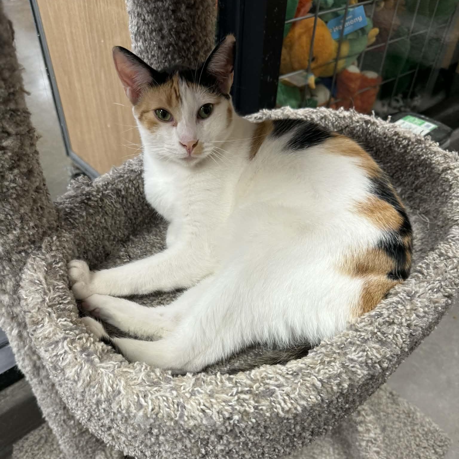 Enlarge Amber, a ADOPTABLE mixed breed in Antioch, CA image 6/6