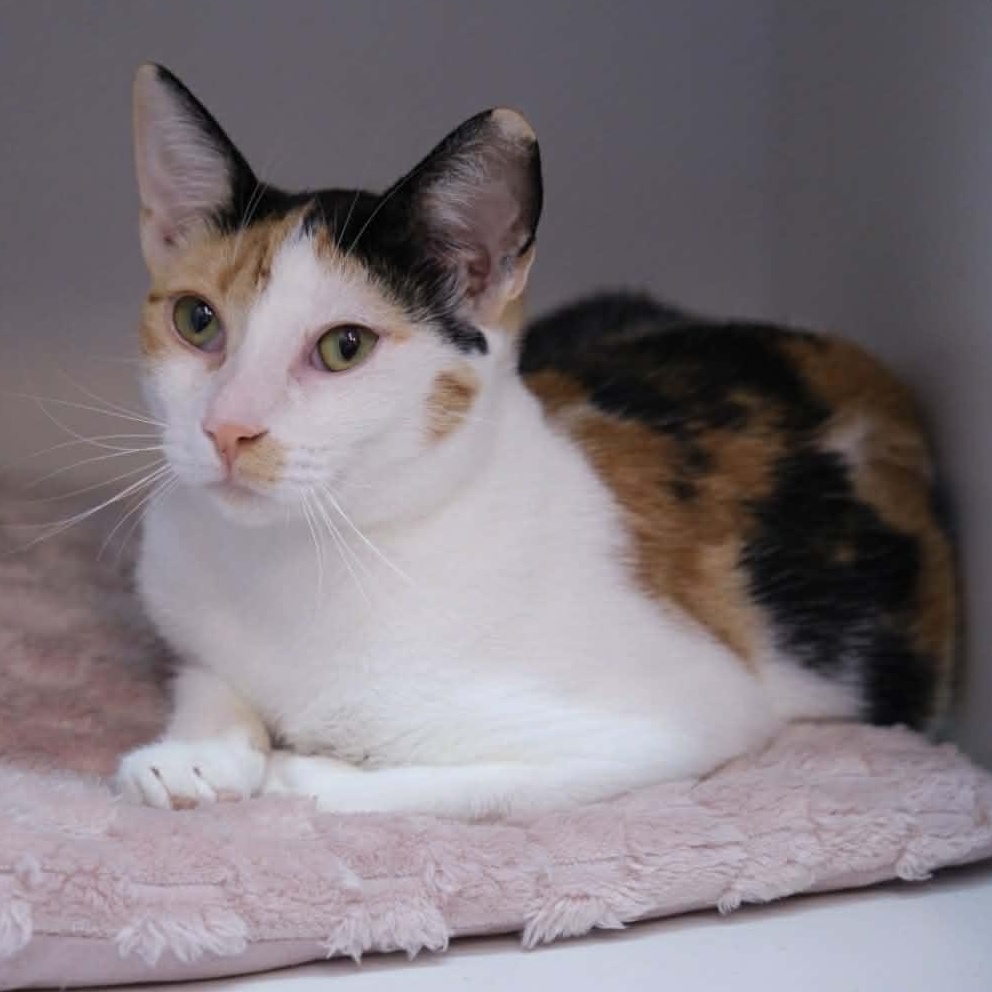 Enlarge Amber, a ADOPTABLE mixed breed in Antioch, CA image 3/5